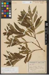 Foto von Salix triandra subsp. triandra L.